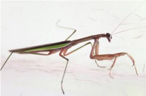 Image of praying mantis