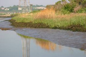 Image of the marsh