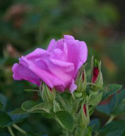 Image of rugosa rose