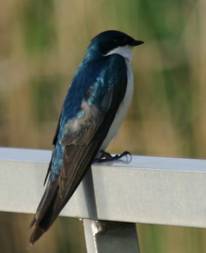 Image of tree swallow