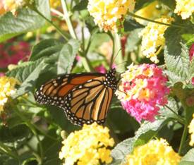 Image of monarch butterfly