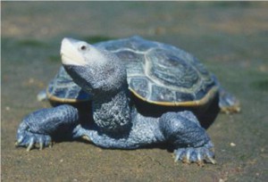 Image of terrapin turtle
