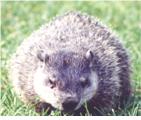 Image of groundhog