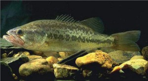 Image of largemouth bass