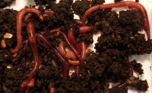 Image of worms
