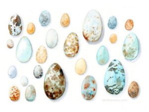 Picture of different color eggs